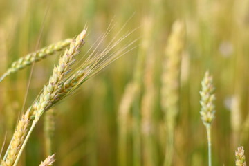 Fototapeta premium A golden field of wheat and a sunny day. The ear is ready for a wheat harvest close-up, illuminated by sunlight, against the sky. Soft focus. the space of sunlight on the horizon. Idea concept is rich