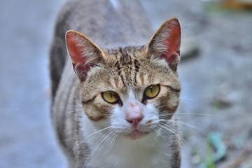 離島に暮らす猫（３８）