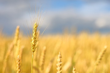 A golden field of wheat and a sunny day. The ear is ready for a wheat harvest close-up, illuminated by sunlight, against the sky. Soft focus. the space of sunlight on the horizon. Idea concept is rich