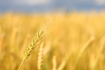 A golden field of wheat and a sunny day. The ear is ready for a wheat harvest close-up, illuminated by sunlight, against the sky. Soft focus. the space of sunlight on the horizon. Idea concept is rich