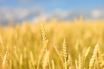 Fototapeta premium A golden field of wheat and a sunny day. The ear is ready for a wheat harvest close-up, illuminated by sunlight, against the sky. Soft focus. the space of sunlight on the horizon. Idea concept is rich
