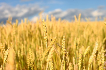 A golden field of wheat and a sunny day. The ear is ready for a wheat harvest close-up, illuminated by sunlight, against the sky. Soft focus. the space of sunlight on the horizon. Idea concept is rich