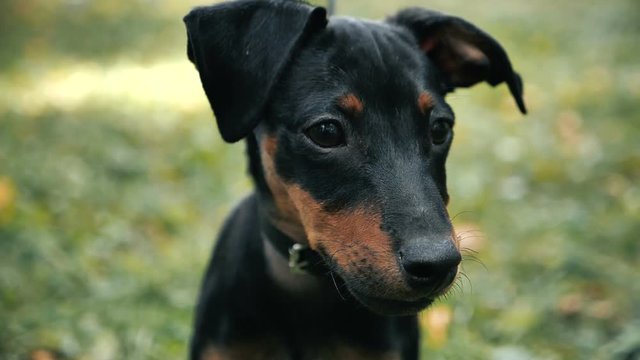 Portrait of Cute german pinscher dog looking at the camera outdoor on the grass in slowmotion