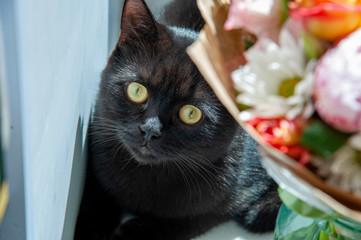  young British shorthair lying on the windowsill next to a jar of flowers and looking into the frame