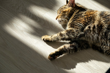 A domestic five-color cat lies on the floor in the sun. Dramatic shadow.