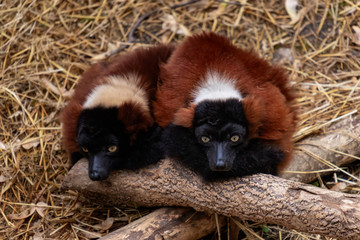 Two red ruffed lemurs (Varecia rubra) curious of the camera