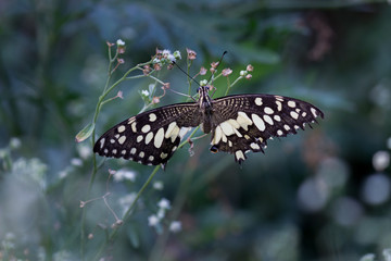 Fototapeta premium Lime butterfly sitting on the flower plant with a nice soft background in its natural habitat