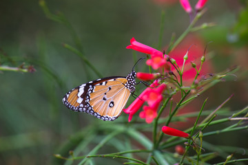   Beautiful Portrait of The Plain Tiger Butterfly on the Flower Plants during Spring Season