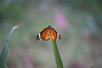  Beautiful Portrait of The Plain Tiger Butterfly on the Flower Plants during Spring Season