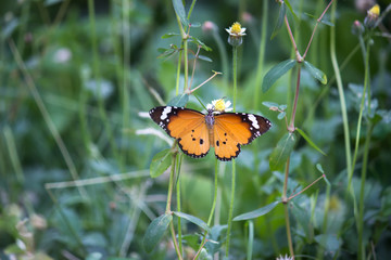   Beautiful Portrait of The Plain Tiger Butterfly on the Flower Plants during Spring Season