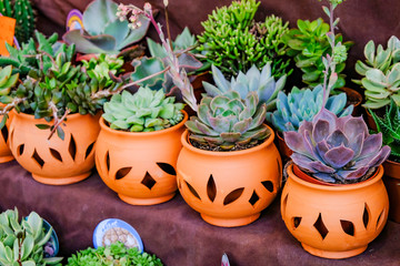 Decoration cactus in the exhibition