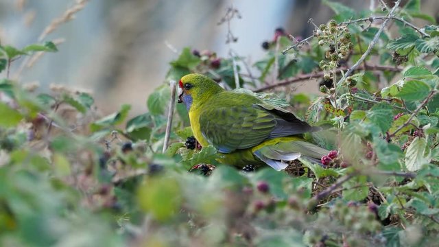 Green Rosella - Platycercus caledonicus or Tasmanian rosella is a species of parrot native to Tasmania and Bass Strait islands