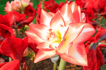 Amaryllis flowers in a garden