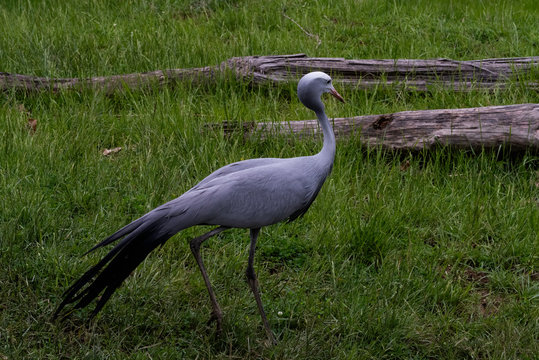Beautiful and elegant blue crane (Grus paradisea) standing in a field of green grass