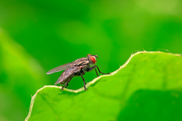 fly on the green leaf