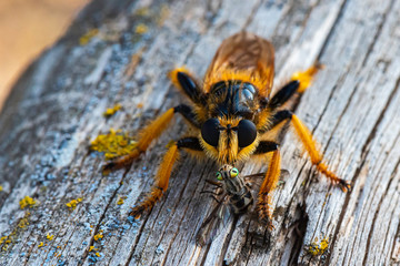 Trapped in the lion's mouth