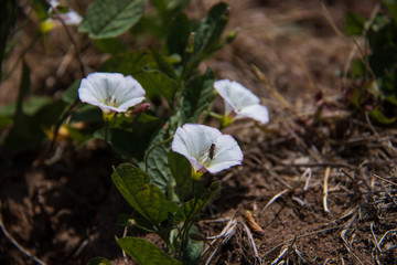 The Golden ring of Russia. Sunny summer day in Yaroslavl. Bank of the Kotorosl river. Boats on the river