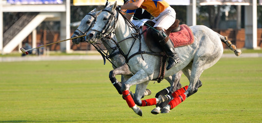 Selective focus the horse running at the same time, The polo players ride their horses during a match,  2 Horse full speed in Polo sport.