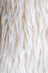 Artificial white long wool. Background. Texyute. Closeup