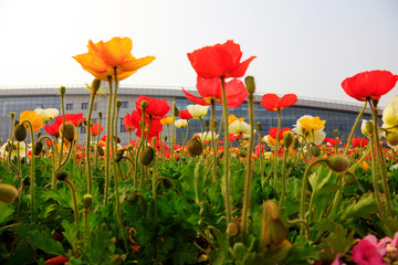 corn poppy flowers and buildings