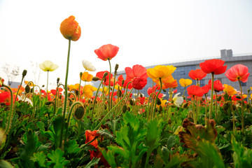 corn poppy flowers and buildings