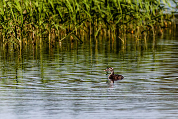 Couple of young grebes on Harthill ponds.