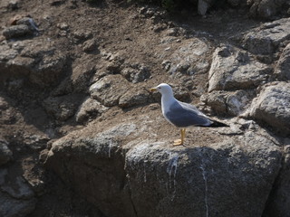 Gaviotas en un acantilado de la costa mediterránea
