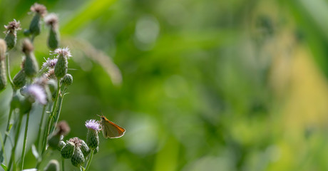 Little butterfly sits on a blossom in front of green blurred background