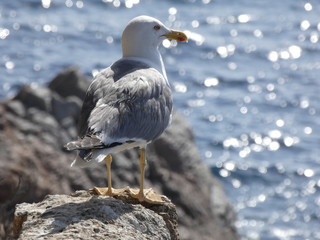 Retrato y primer plano de una gaviota en la costa mediterránea, el fondo desenfocado del mar