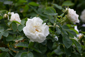 bush of white rose with bloom flower