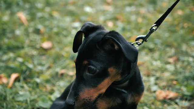 Cute german pinscher dog looking at the camera in sitting position on the grass in slowmotion