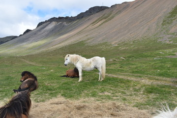 Beautiful wild Icelandic horses with mountains in background