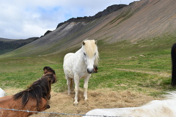Beautiful wild Icelandic horses with mountains in background