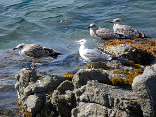 Gaviota en las rocas de un acantilado en la costa mediterránea. Fondo de azul del mar mediterráneo