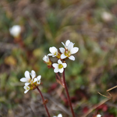Closeup photo of blossom Saxifrage flowers