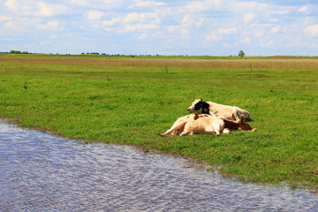 Free and happy cows are resting and lying on a green pasture