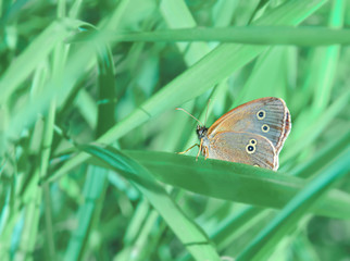 Fototapeta premium Butterfly (peephole flower) in the thickets of juicy green grass. Beauty of nature. Freshness of a warm summer day. Color processing creates a bright contrast.