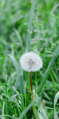 Beautiful lonely dandelion among fresh summer grass. Bright greens. Light summer atmosphere