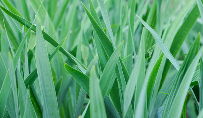 Juicy leaves of grass closeup. Bright saturated green. Summer warm day and light wind.