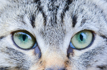 Cat eyes close up. Gaze of a small predator ready to jump
