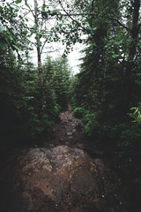 Mysterious path in the middle of wooden coniferous forrest, surrounded by green bushes and leaves and ferns found on Sumava