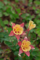Obraz premium garden columbine flowers