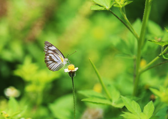 Butterflies and flowers in the garden