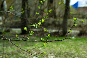 autumn, greenery, sprig, beautiful, nature