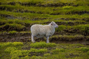 Icelandic free running sheep and beautiful Icelandic landscape with green grass and moos, Iceland