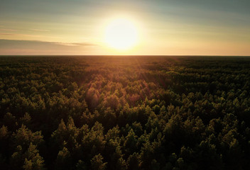 coniferous forest at sunset. Aerial view.