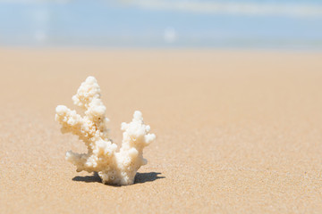 Obraz na płótnie Canvas White coral on sand beach. Closeup view, can be used as summer vacation background