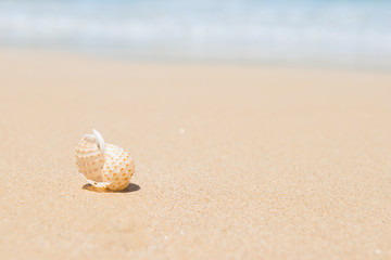 Fototapeta na wymiar White sea shell on sand beach. Closeup view, can be used as summer vacation background