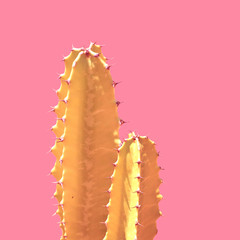 Golden Cactus silhouette in the pink background