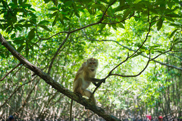 Cute macaque monkey sitting on tree in tropical mangrove forest with green foliage and numerous roots